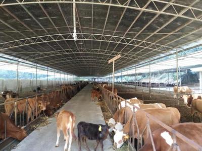 广西田阳县四季丰农牧公司 发酵西红柿与蛋白桑喂养肉牛，效益显著提升