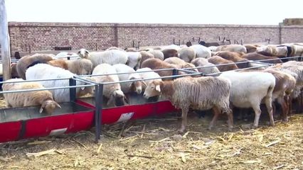 念好“羊”经发“羊财”——畜牧渔业饲料销售的创新与发展