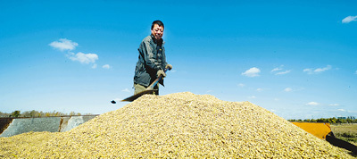 肉鸡市场转淡 矮脚黄母鸡销量下滑分析