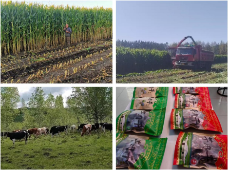 牙克石市库都尔镇 集聚“三项”发展之力，绘就乡村振兴新画卷