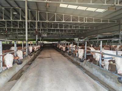 川东北最大蛋鸡园投苗，助力畜禽产业冲刺“双过半”——罗靖调研阆中农业经济新增长点