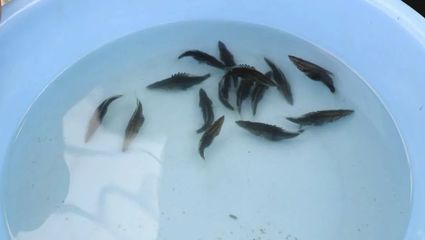 产业兴旺鳜鱼肥 优质鱼苗与精准饲料，助力桂花鱼赢在起跑线