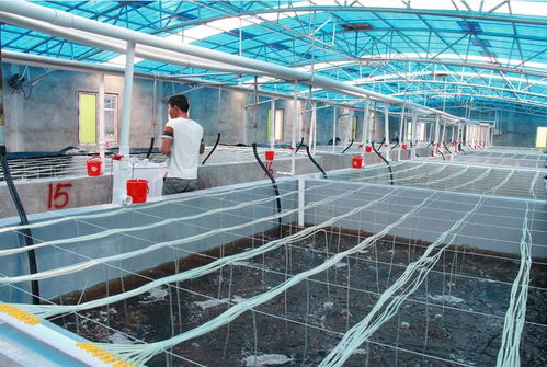 海威 以科技创新驱动渔业种业振兴，年销售额达1.2亿元领航行业发展