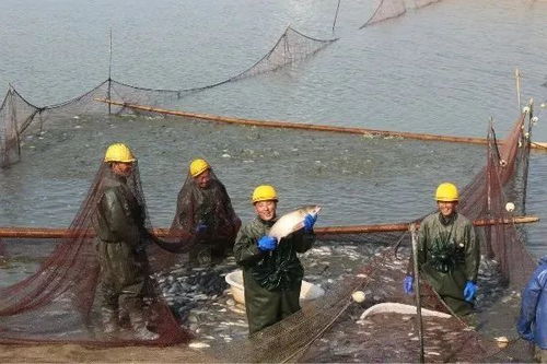 上海农场光明渔业 产业链延伸与渠道创新，重塑畜牧渔业饲料销售新格局