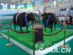 2007中国畜牧业暨饲料工业展览会 行业创新与合作共赢的年华